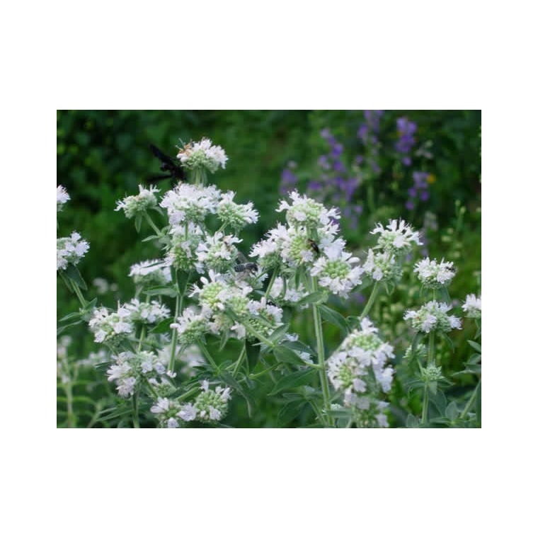 Pycnanthemum flexuosum