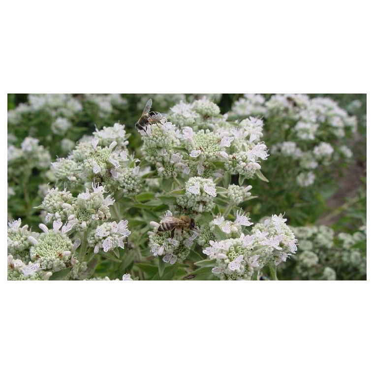 Pycnanthemum pilosum