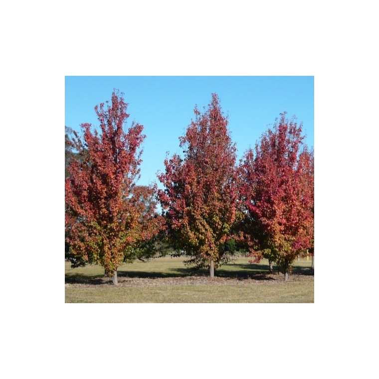 Pyrus calleryana'Capital' 