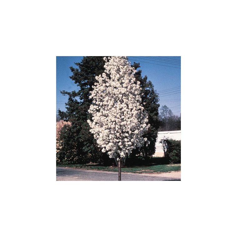 Pyrus calleryana'Redspire' 