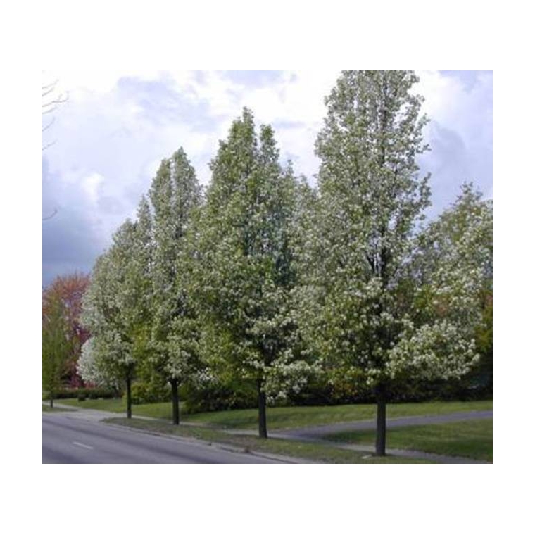 Pyrus communis'Beech Hill' 