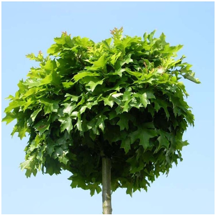 Quercus palustris'Green Dwarf' 