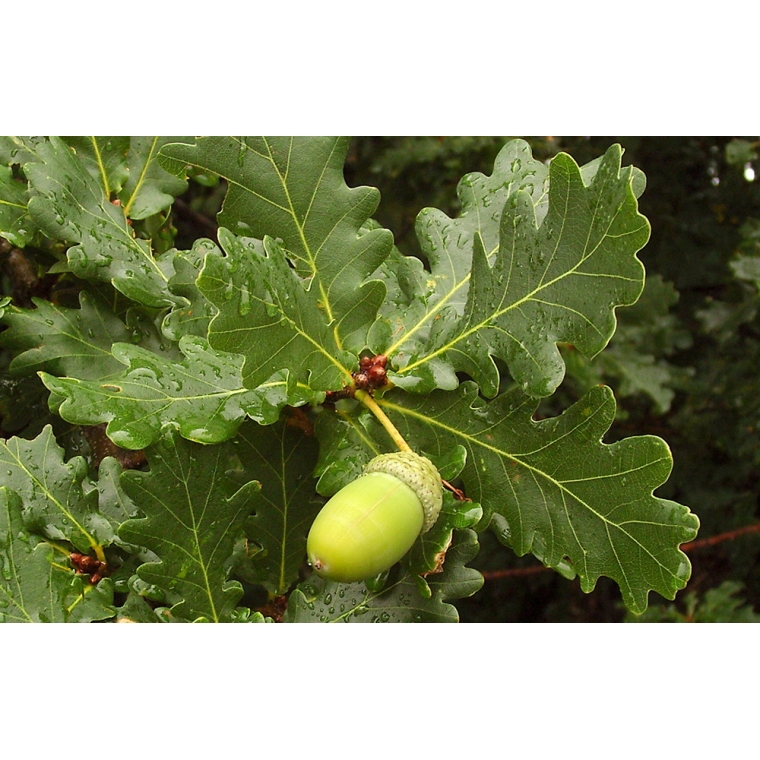 Quercus robur 