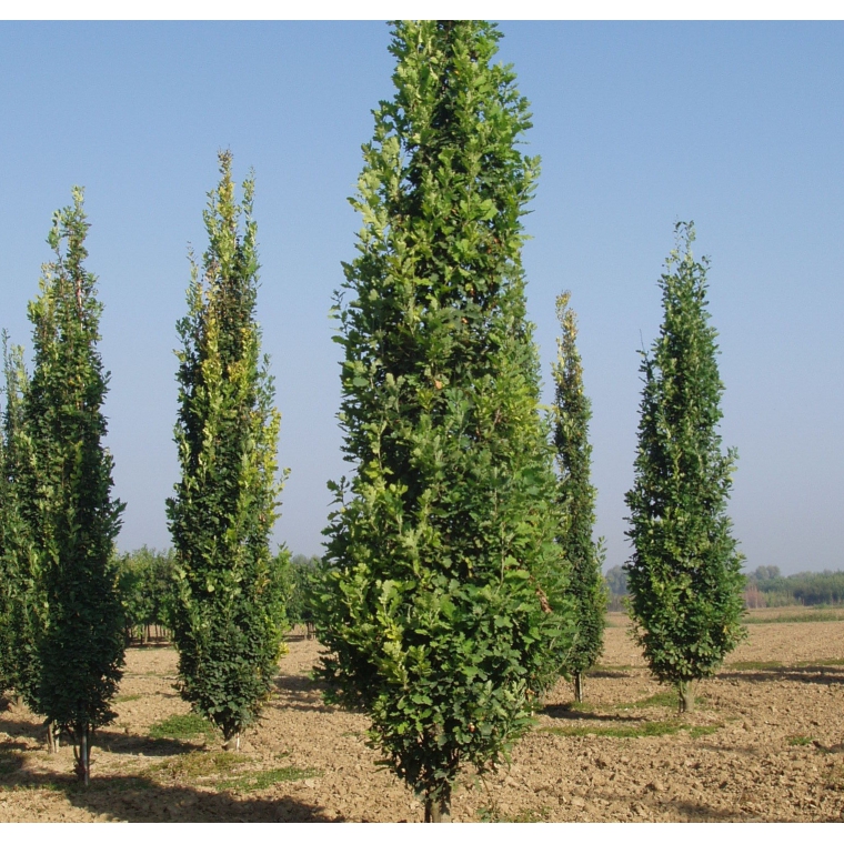 Quercus robur'Fastigiata koster 
