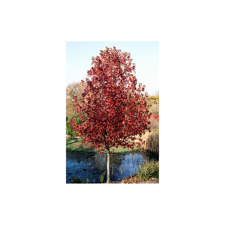 Liquidambar styraciflua'Palo Alto' 