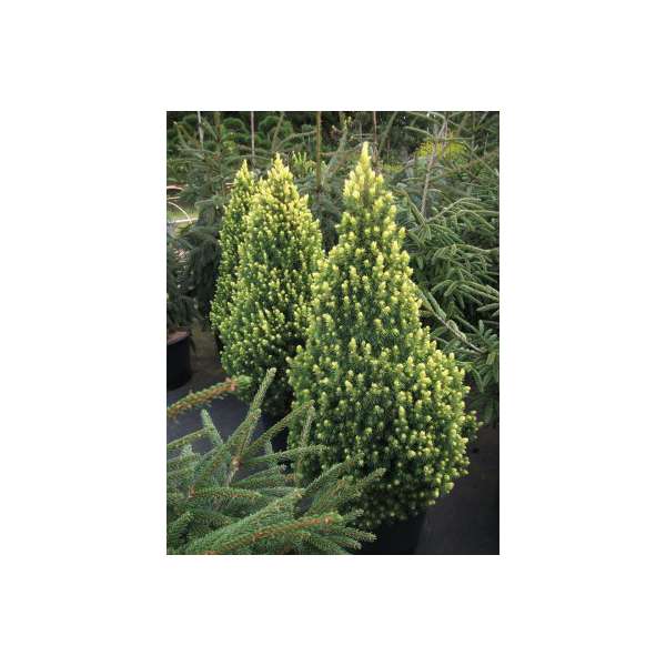 Picea glauca'Rainbow's End' 