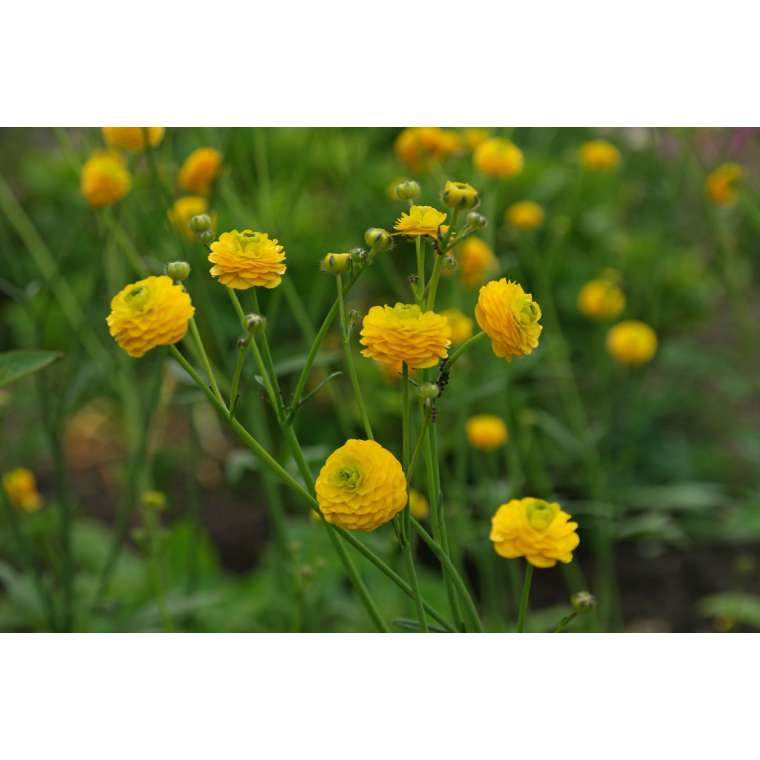 Ranunculus acris'Multiplex'