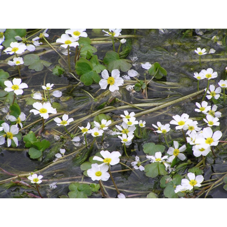 Ranunculus aquatilis 