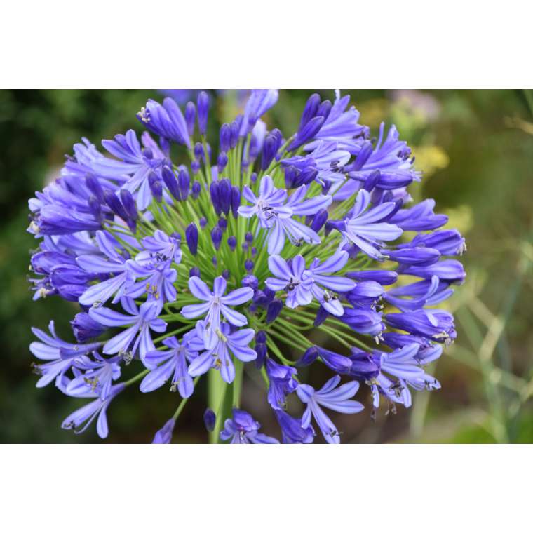 Agapanthus'Regal Beauty' 