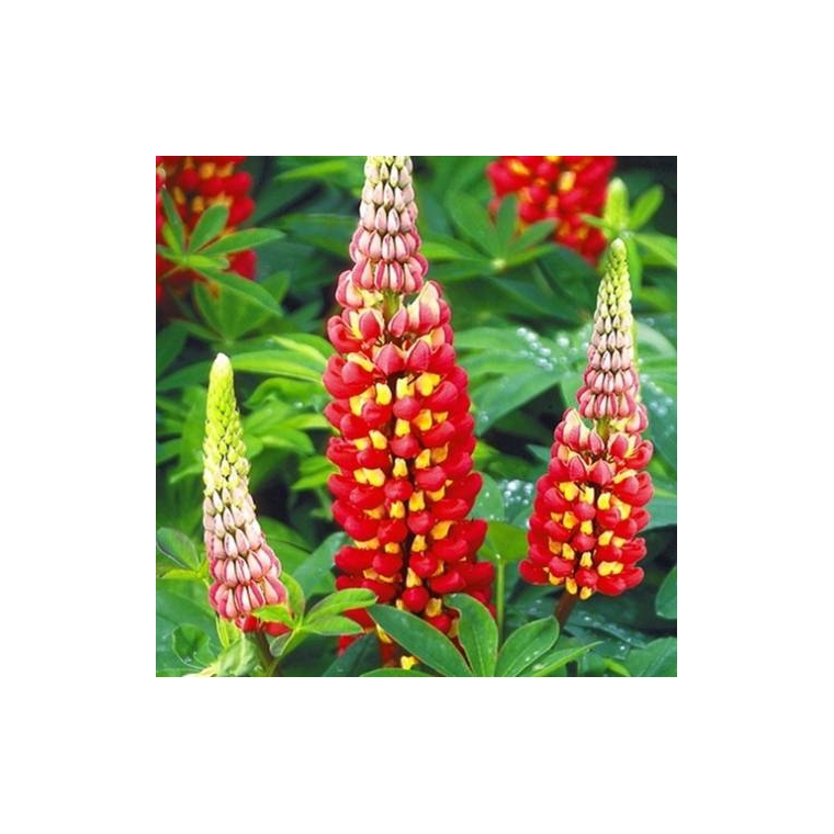 Lupinus'West Country Tequilla Flame' 