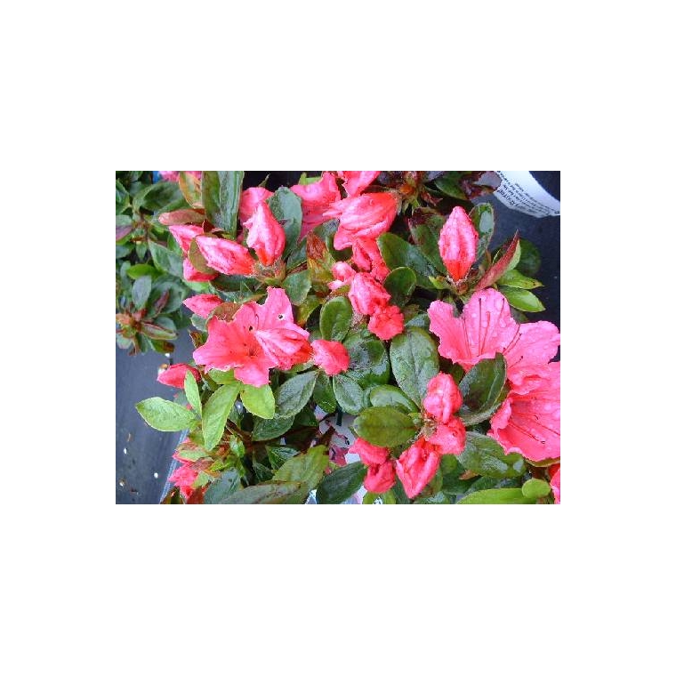 Azalea japonica'Vuyck's Rosyred' 