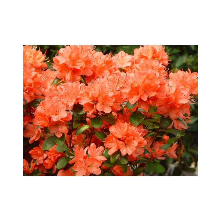 Azalea japonica'Rex' 