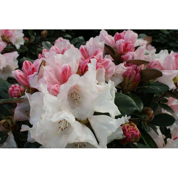 Rhododendron'Queen Bee' 