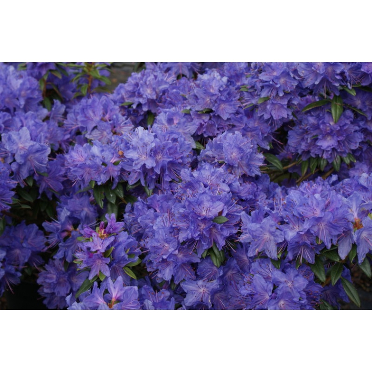 Rhododendron'Luisella' 