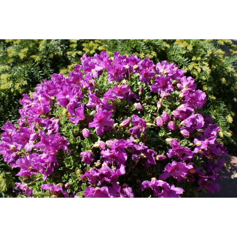 Rhododendron'Keleticum' 