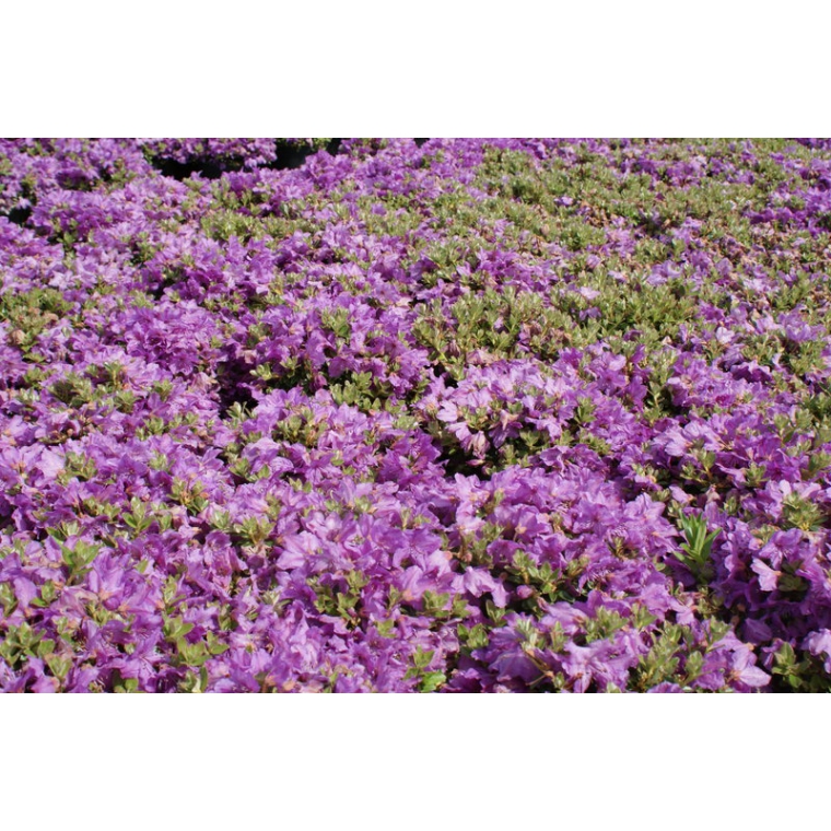 Rhododendron'Radistrotum'