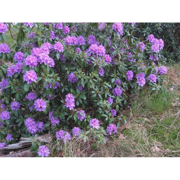 Rhododendron'Gristede' 