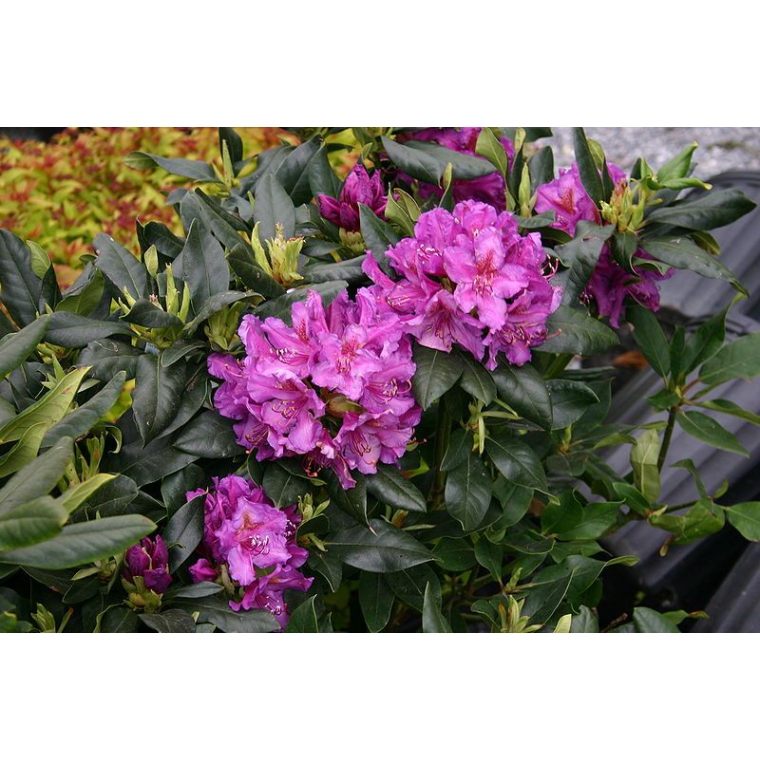 Rhododendron'Lee Dark's Purple' 