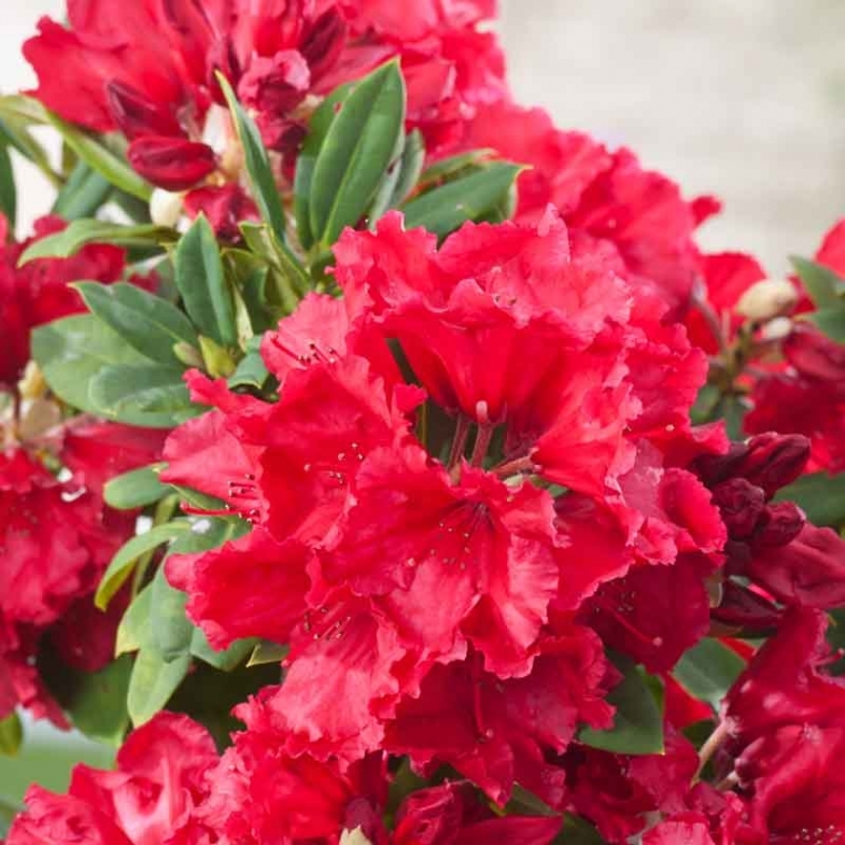 Rhododendron'Red Jack' 