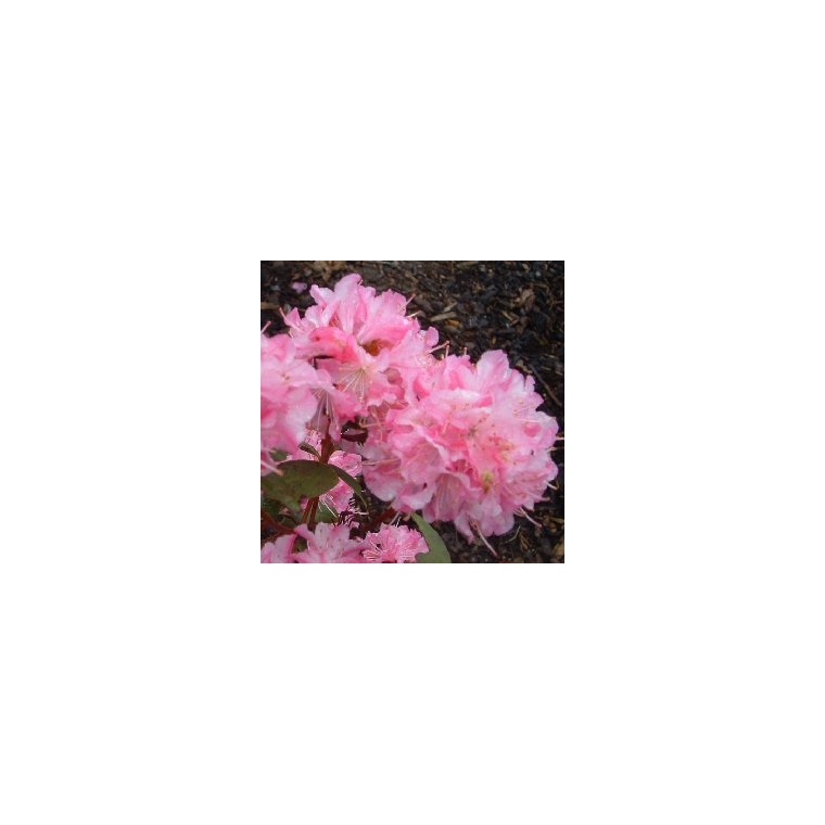 Rhododendron'Anna Balsiefen' 