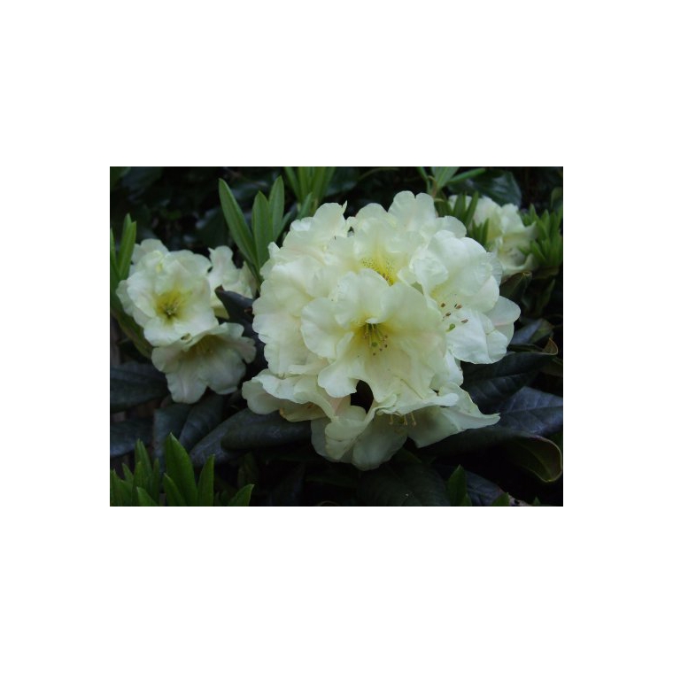 Rhododendron'Banana Flip' 