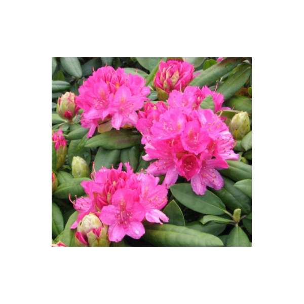 Rhododendron'Catharine van Tol' 
