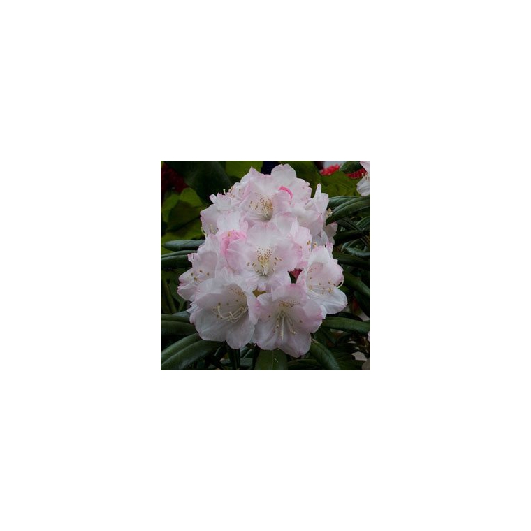 Rhododendron'Yaku Angel' 