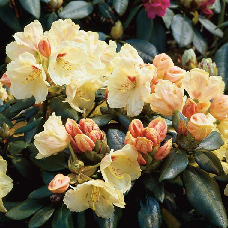 Rhododendron yakushimanum'Flava' 