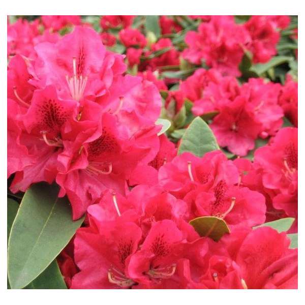 Rhododendron'Wilgen's Ruby' 
