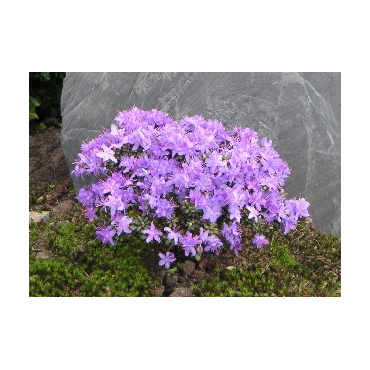 Rhododendron impeditum 