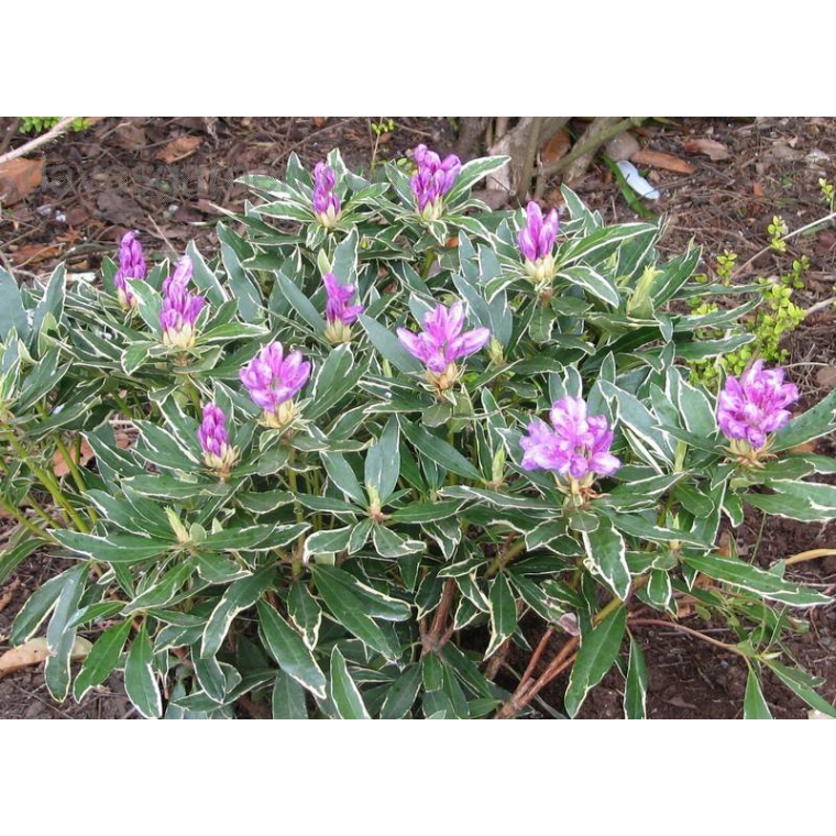 Rhododendron ponticum'Variegatum' 