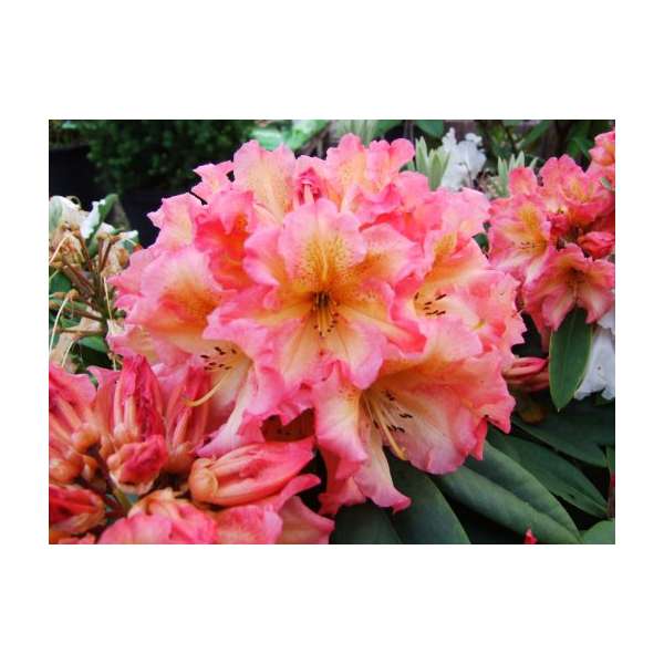 Rhododendron'Sunfire' 