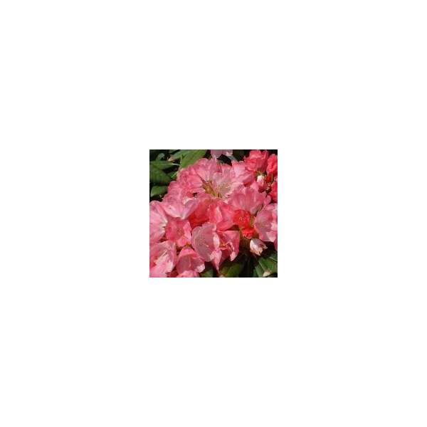 Rhododendron yalushimanum'Sweet Sue' 