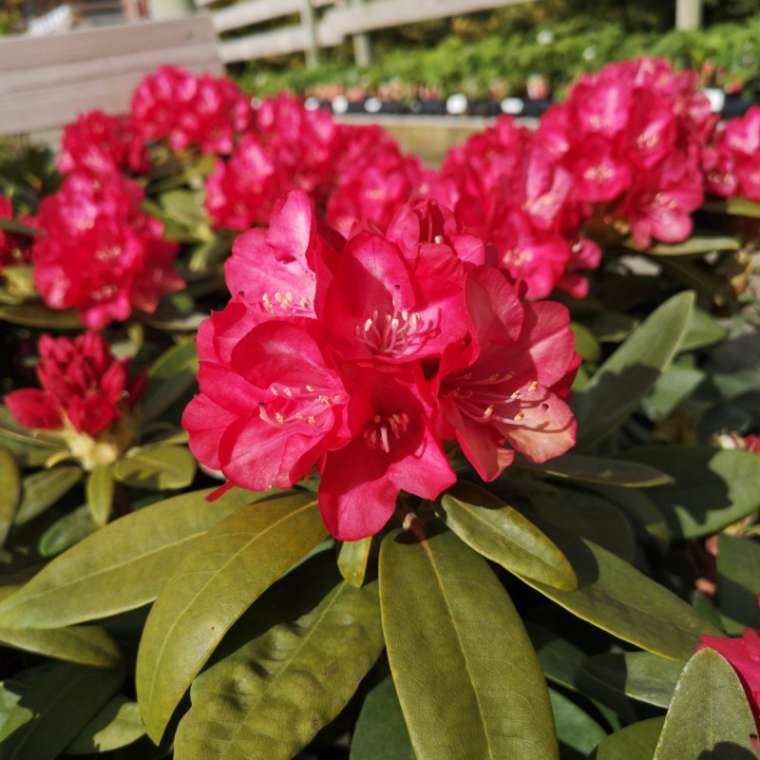 Rhododendron yakushimanum'Bohlkens Roter Stern' 