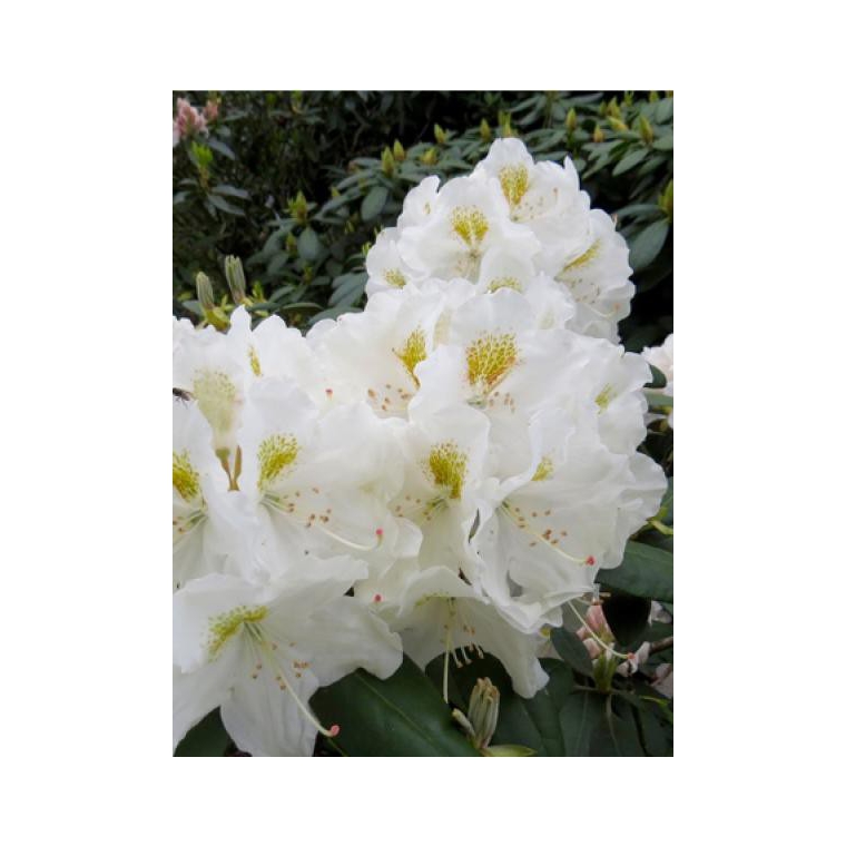 Rhododendron yakushimanum'Porzellan' 