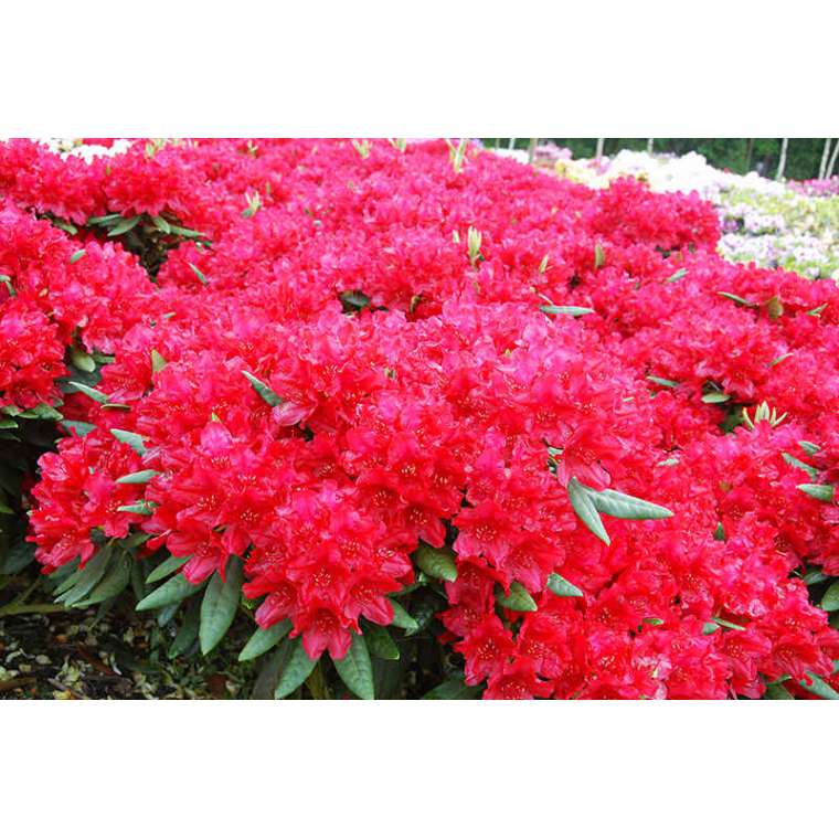 Rhododendron'Berliner Liebe' 