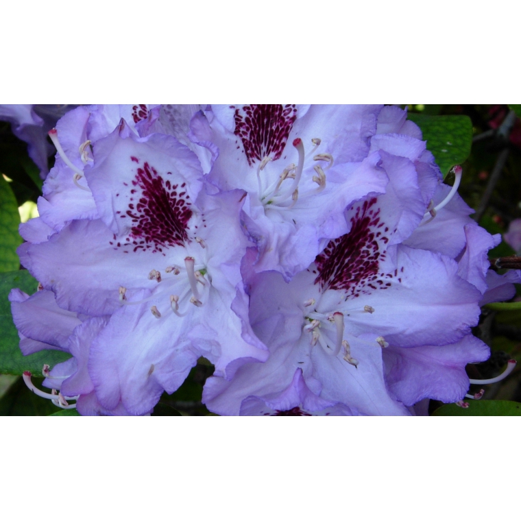 Rhododendron'Blue Peter' 