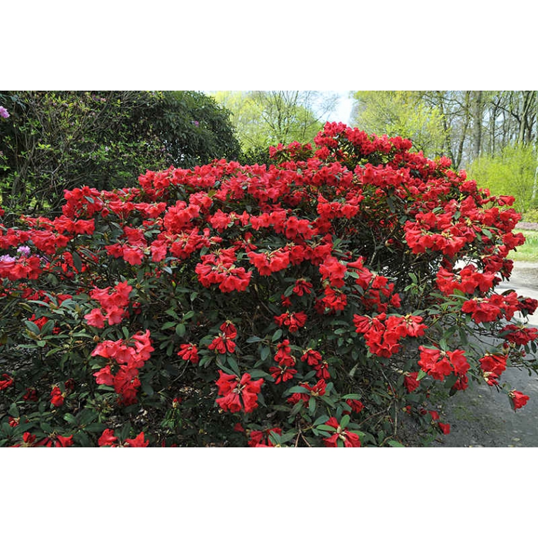 Rhododendron'Elizabeth' 