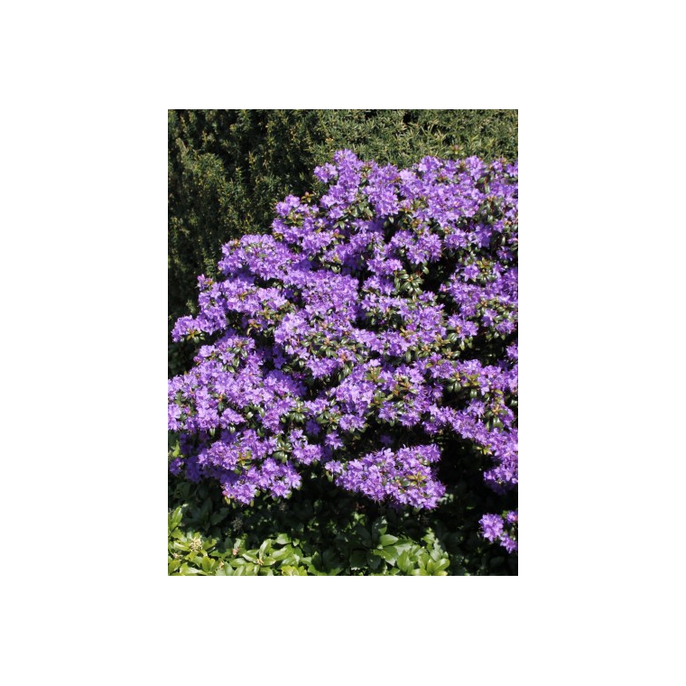 Rhododendron'Gletschernacht' 