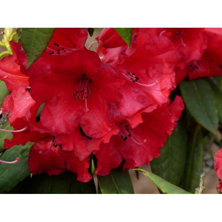 Rhododendron'Halfdan Lem' 