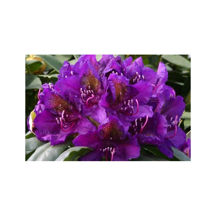 Rhododendron'Marcel Menard' 