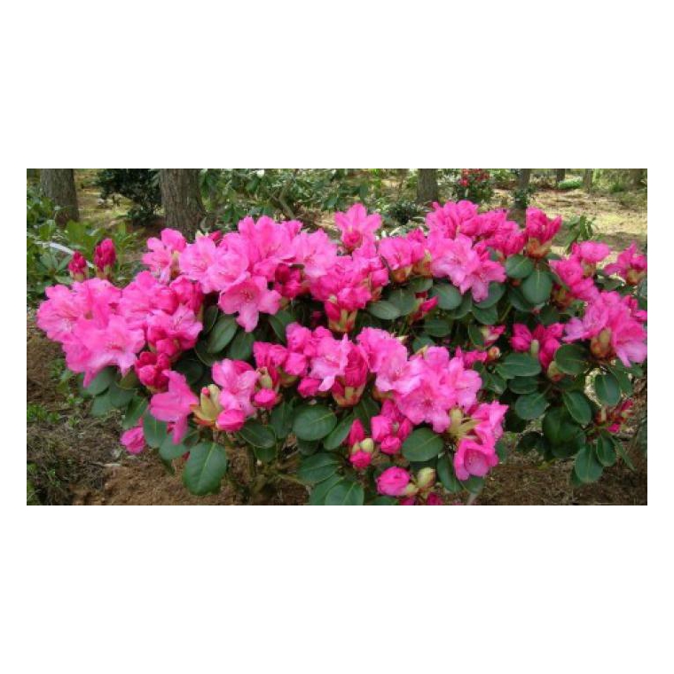 Rhododendron'Marie Fortier' 