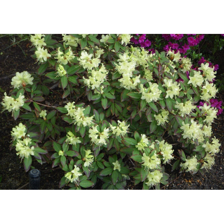 Rhododendron'Princess Ann' 