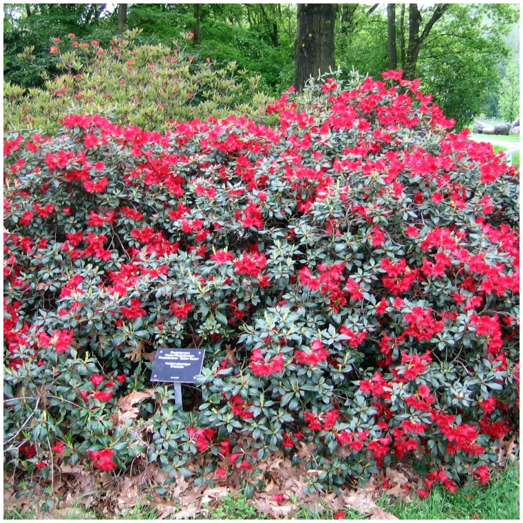 Rhododendron'Baden-Baden' 