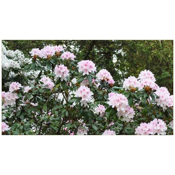 Rhododendron'Cheer' 
