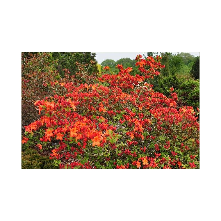 Azalea knaphill'Hotspur Red' 
