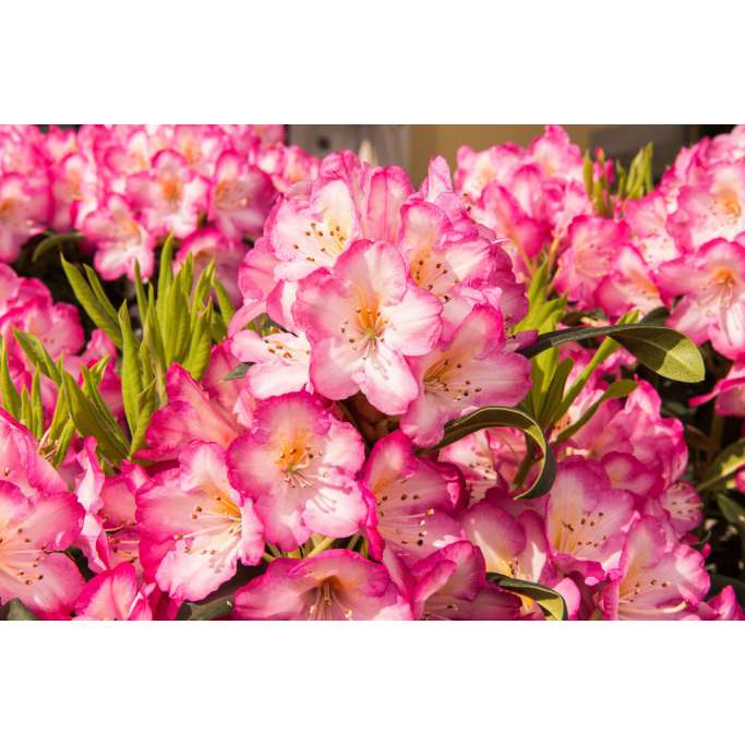 Rhododendron'Kurfürstin Sophie' 