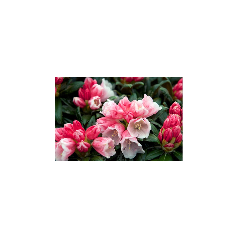 Rhododendron yakushimanum'Looking Glass' 