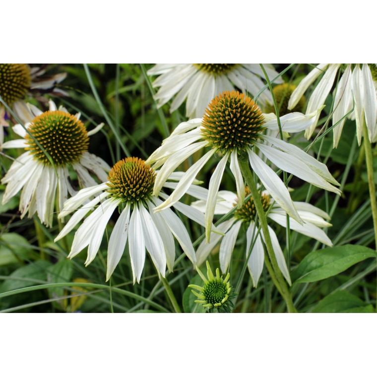 Echinacea purpurea'White Swan'