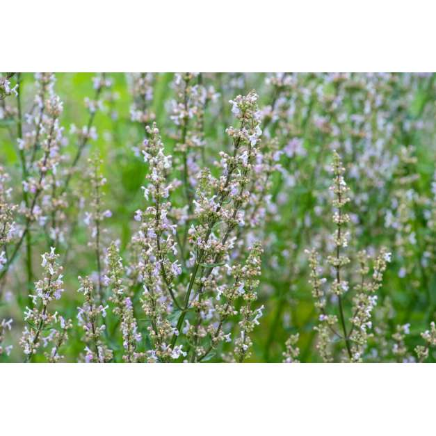 Nepeta nuda'Anne's Choice'